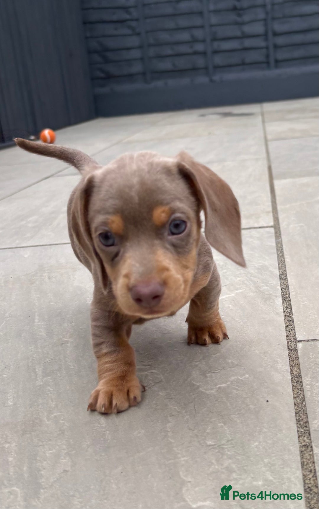 Miniature Dachshund dogs for sale: Isabella & tan miniature smoothcoat daschunds - Image 13