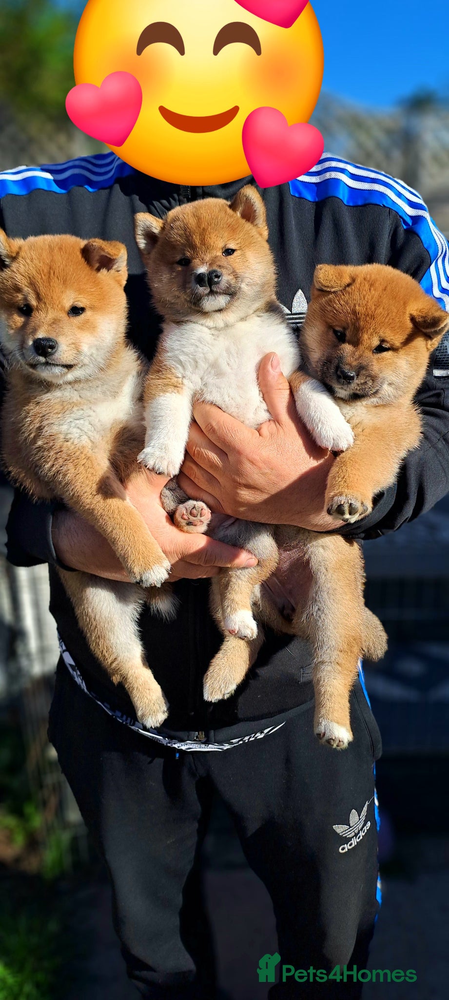Japanese Shiba Inu dogs 🐶Kc reg🩵 1 BOY 💙 - Advert 1