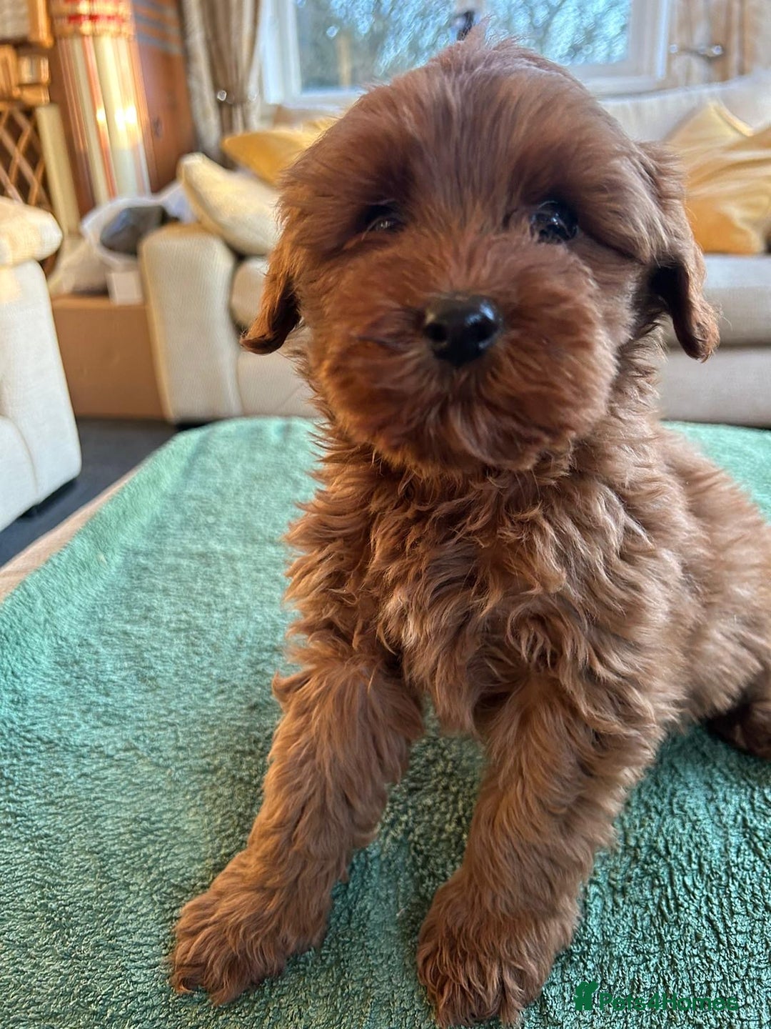 Labradoodle dogs for sale: Gorgeous Health Checked Labradoodle Puppies - Advert 12