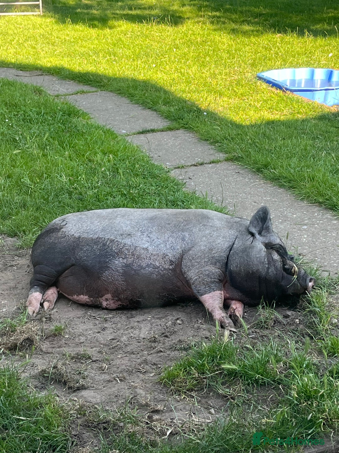 Pig livestock for sale: Re home Kune Kune and pot belly cross - Advert 6
