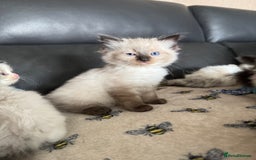 Ragdoll cats for sale: Our little snow babies ragdoll kittens  - Image 34