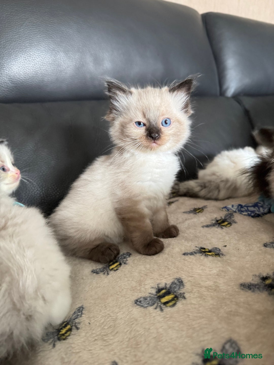 Ragdoll cats for sale: Our little snow babies ragdoll kittens  - Image 34