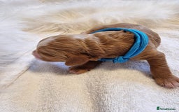 Cavapoo dogs for sale: Stunning F1 Cavapoo puppies, DNA tested parents  - Image 17