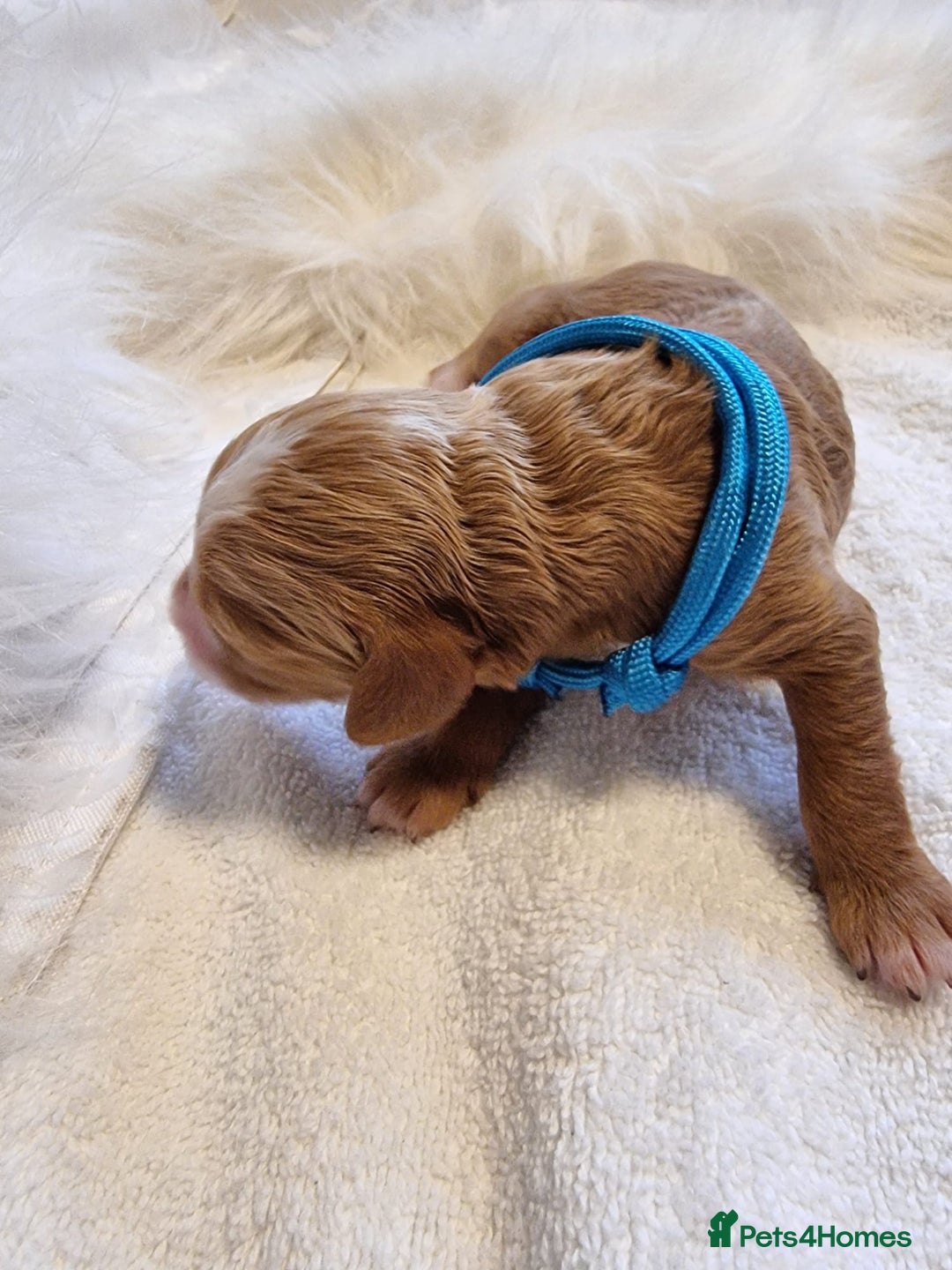 Cavapoo dogs for sale: Stunning F1 Cavapoo puppies, DNA tested parents  - Image 17