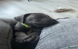 Cane Corso dogs for sale: Beautiful Cane Corso puppies for sale  - Image 5