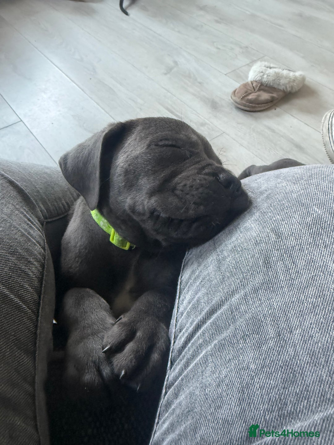 Cane Corso dogs for sale: Beautiful Cane Corso puppies for sale  - Image 5