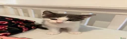 Mixed Breed cats for sale: Kittens - Advert 5