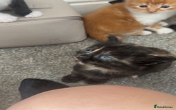 Domestic Shorthair cats for sale: Beautiful kittens ❤️❤️ - Image 7