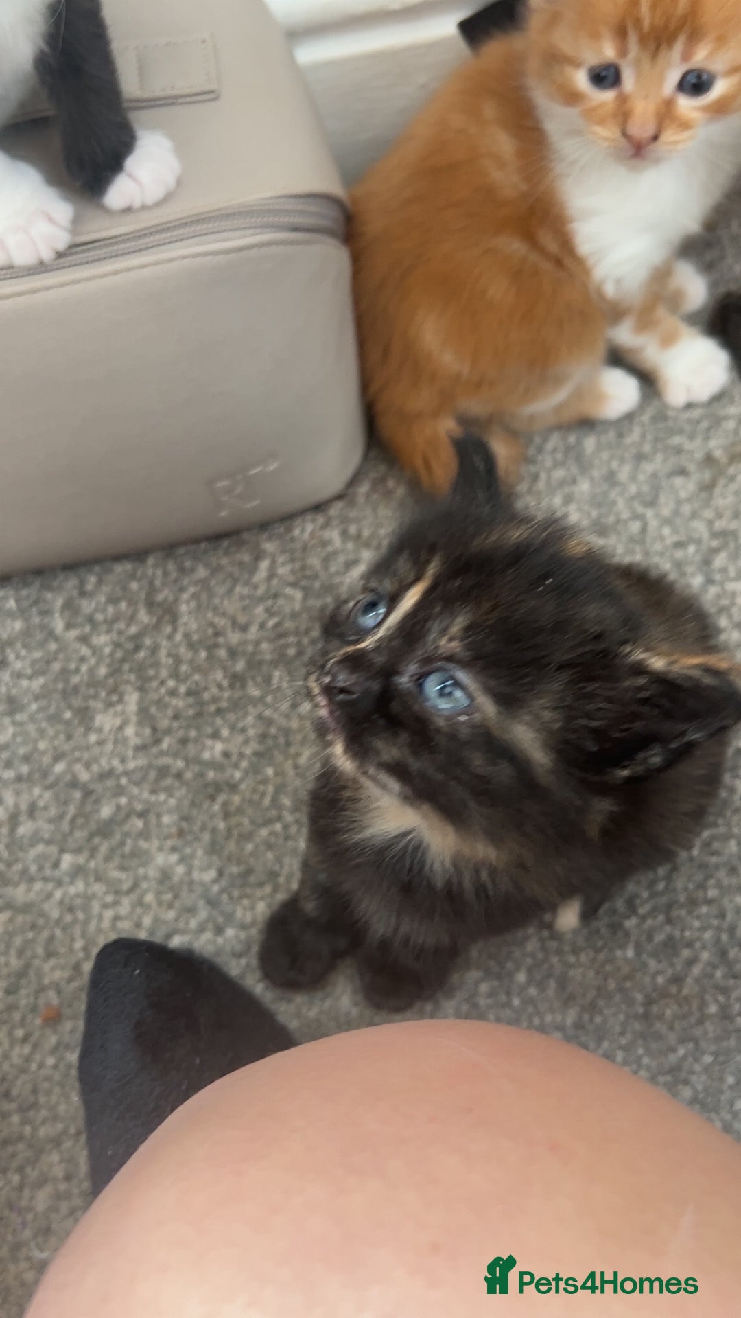 Domestic Shorthair cats for sale: Beautiful kittens ❤️❤️ - Image 7