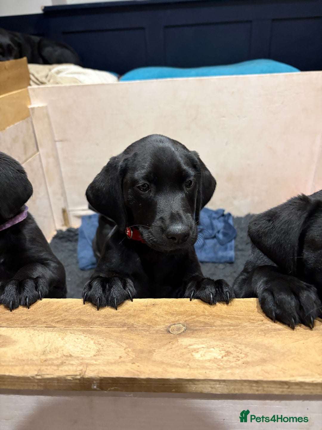 Mixed Breed dogs for sale: Black lab X GSP puppy 1 male remaining  - Advert 7