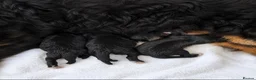 Bernese Mountain Dog dogs for sale: Bernese Mountain Dog - Advert 7