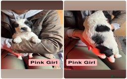 Mixed Breed dogs for sale: Working Sprocker Spaniel - Image 6