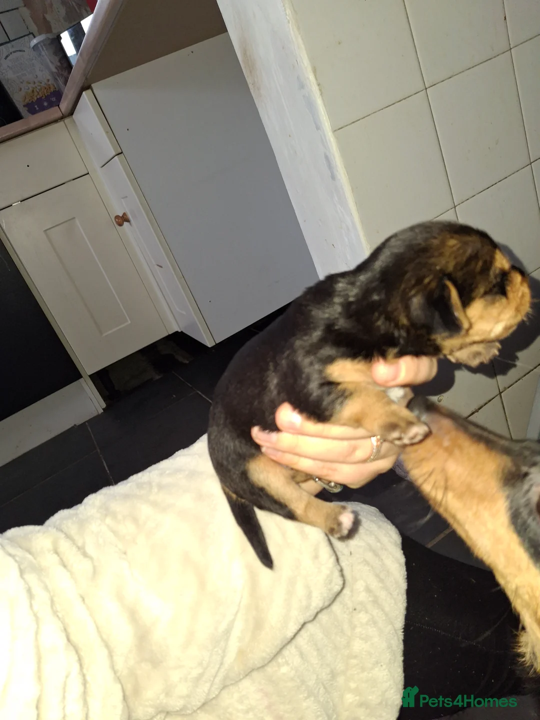 Mixed Breed dogs for sale: Dorkies  - Advert 2