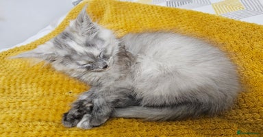 Maine Coon cats TICA Registered Maine Coon Kittens  - Advert 4