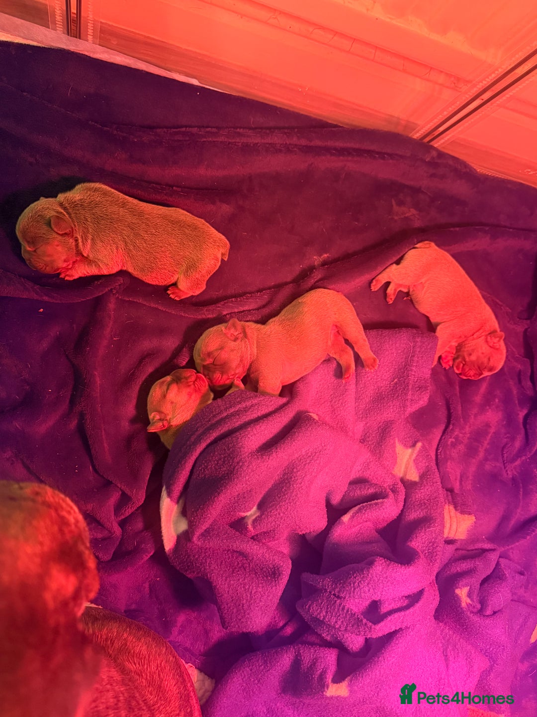 French Bulldog dogs for sale: French bulldog  - Advert 22