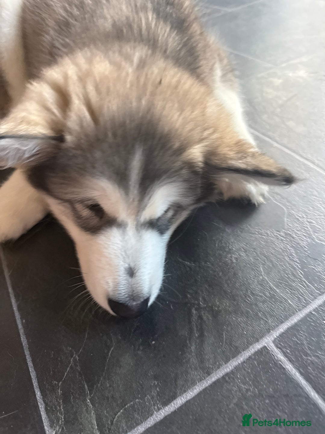 Alaskan Malamute dogs for sale: Gorgeous girl for sale - Advert 9