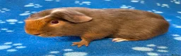 Guinea Pig rodents for sale: Very friendly young and baby boar pair  - Advert 4