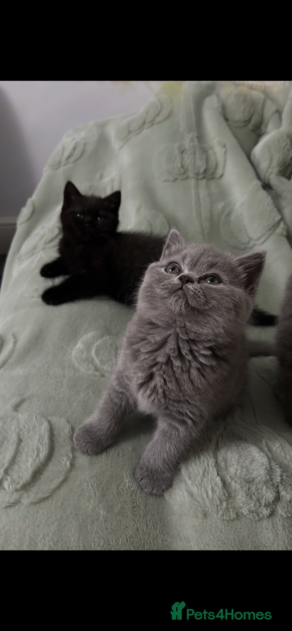 Mixed Breed cats Beautiful British shorthair/persian kittens - Advert 3