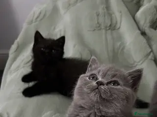 Mixed Breed cats Beautiful British shorthair/persian kittens - Advert 3