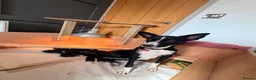 Mixed Breed dogs for sale: 🐾 Beautiful Colipoo Puppies – 4 Girls and 3 boys in Carmarthen - Advert 16