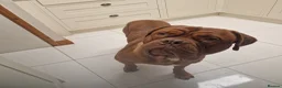 Dogue De Bordeaux dogs for stud: Barney - Advert 7