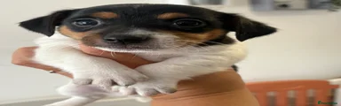 Pringle