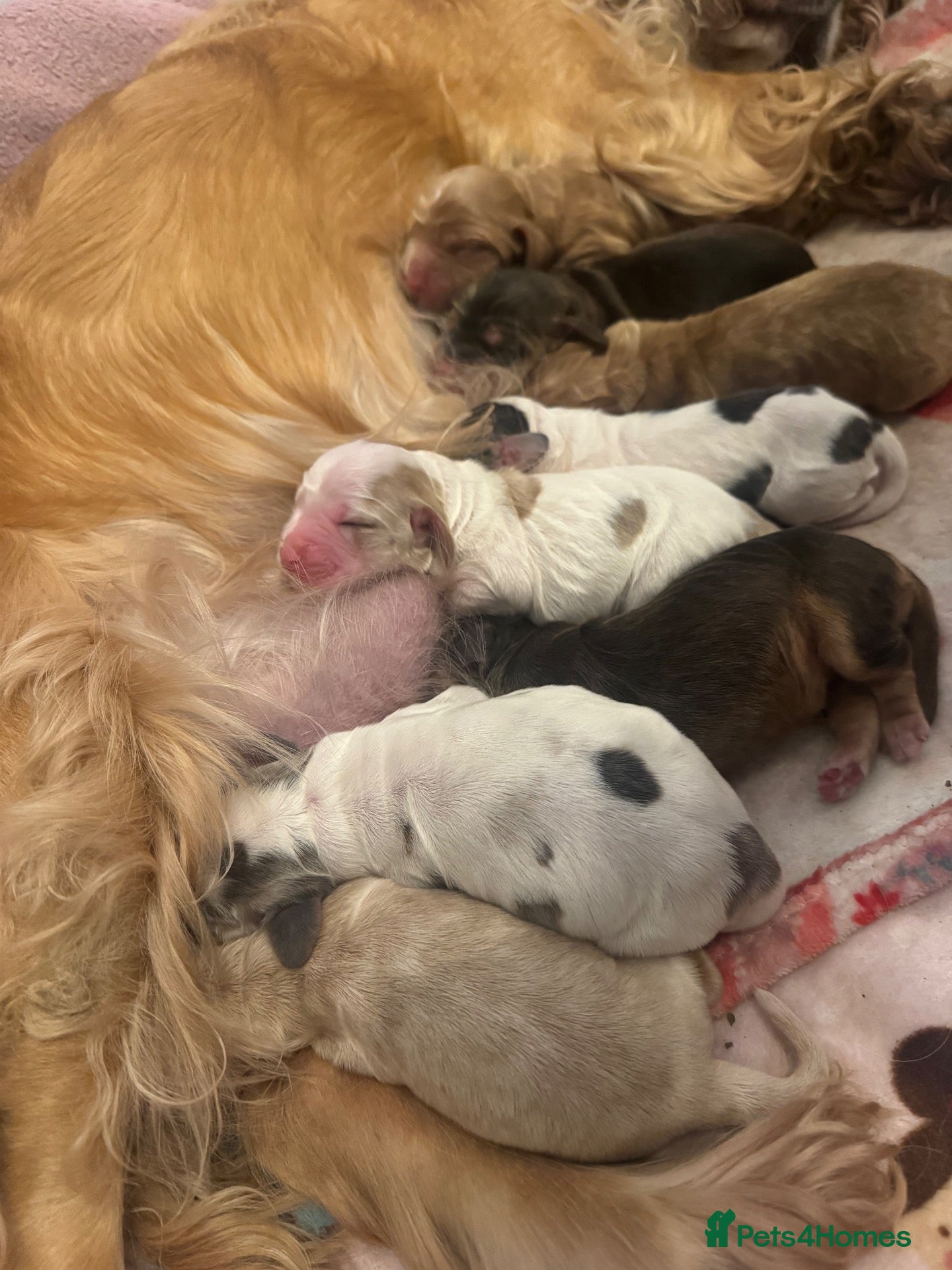 Cocker Spaniel dogs KC registered cocker spaniel pups! - Advert 17