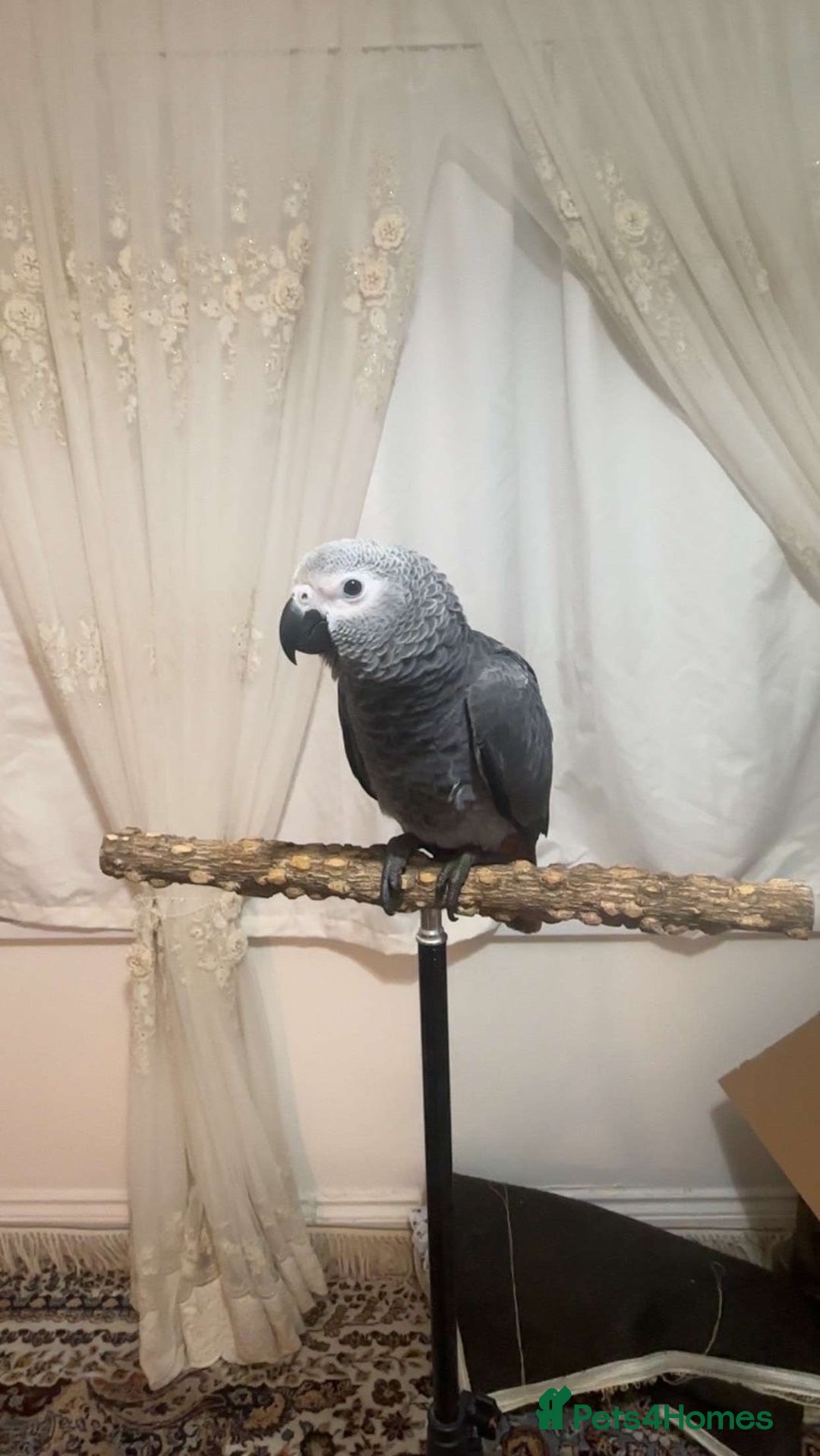 Parrots birds for sale: Tame Baby African parrot  - Advert 5