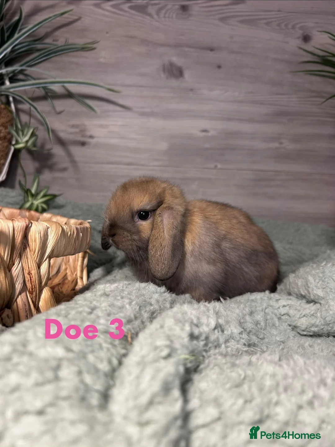 Mini Lop rabbits for sale: Beautiful Purebred Mini Lop Kits - For RESERVATION - Advert 4
