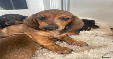 Dachshund dogs - Advert 3