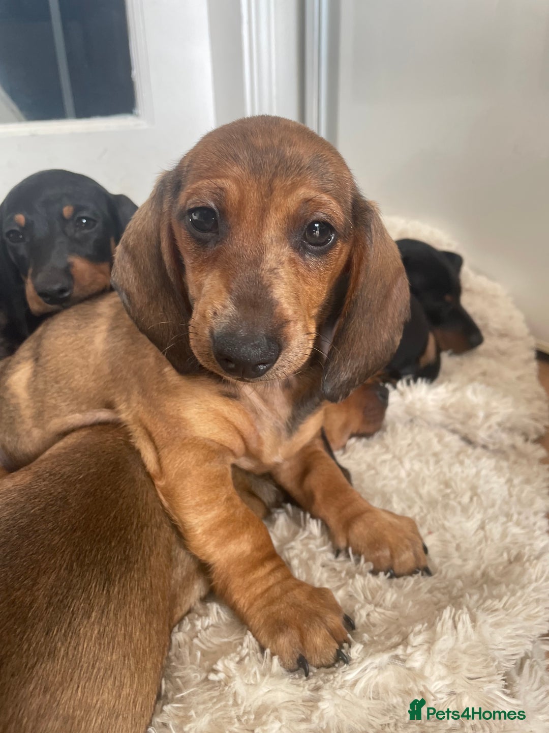 Dachshund dogs for sale: Exceptional dachshunds  - Image 2
