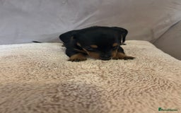 Dachshund dogs for sale: Dachshund puppies for sale stunning  - Image 6