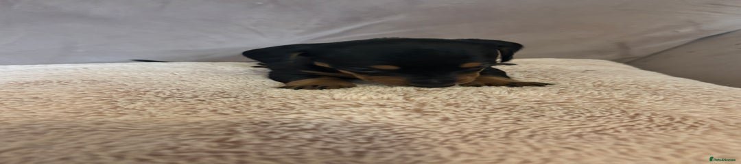 Dachshund Puppy 4
