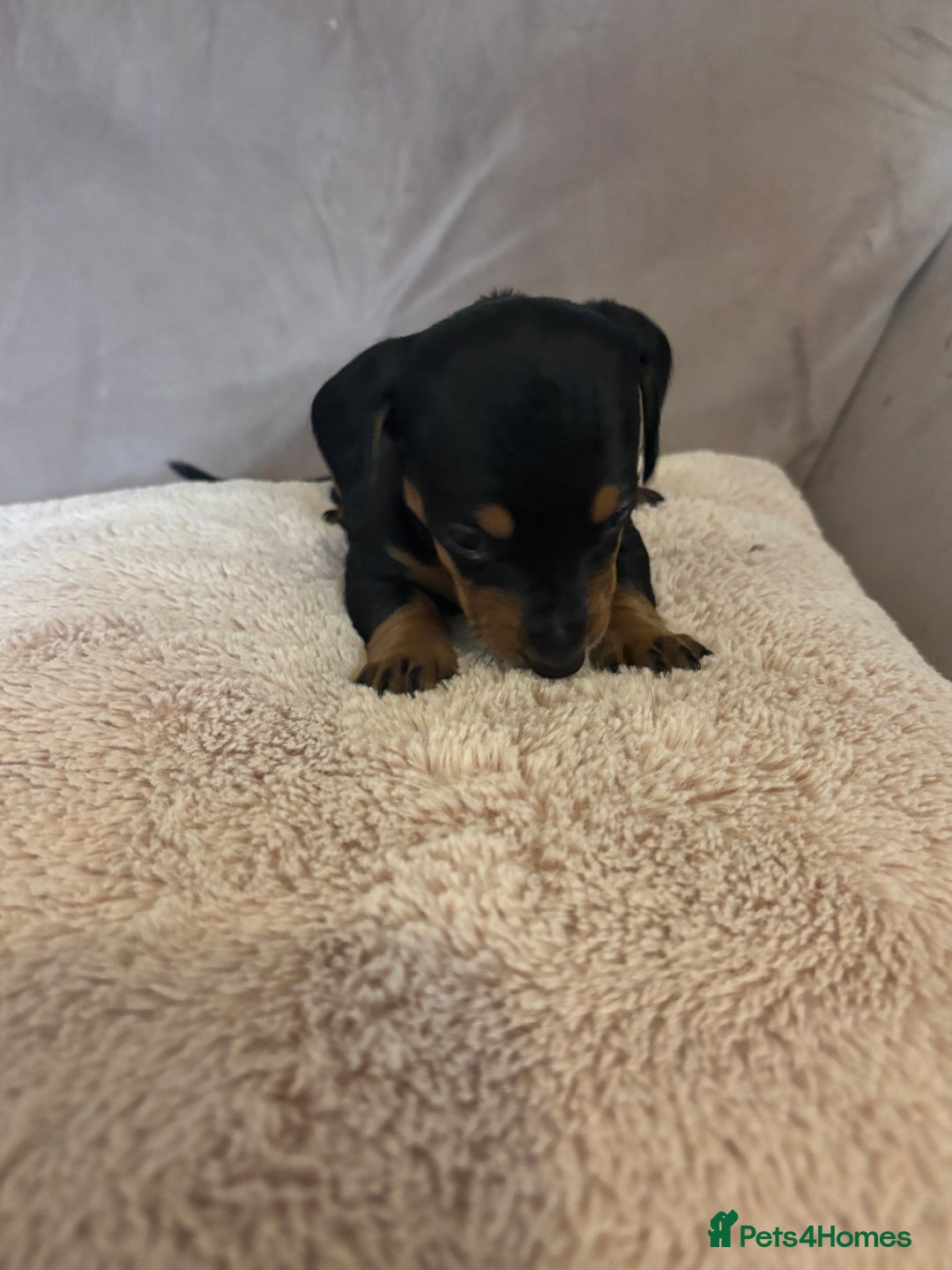 Dachshund dogs for sale: Dachshund puppies for sale stunning  - Image 6