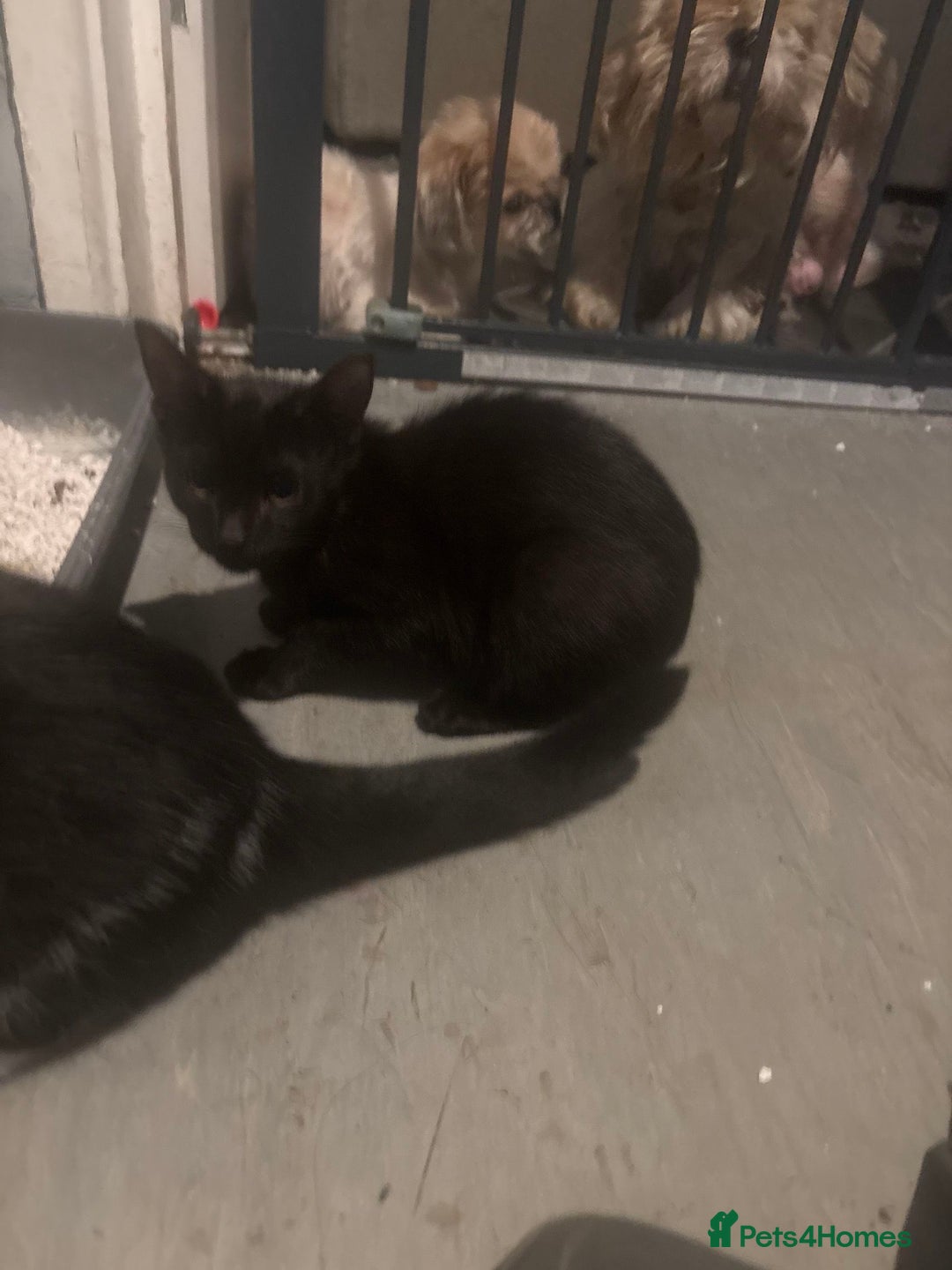 Mixed Breed cats for sale: Pepper - Advert 1