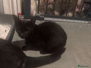 Mixed Breed cats Pepper - Advert 4