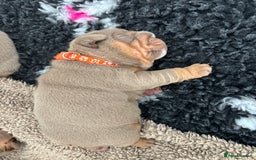 English Bulldog dogs for sale: Chunky English bulldog puppies!! - Image 10