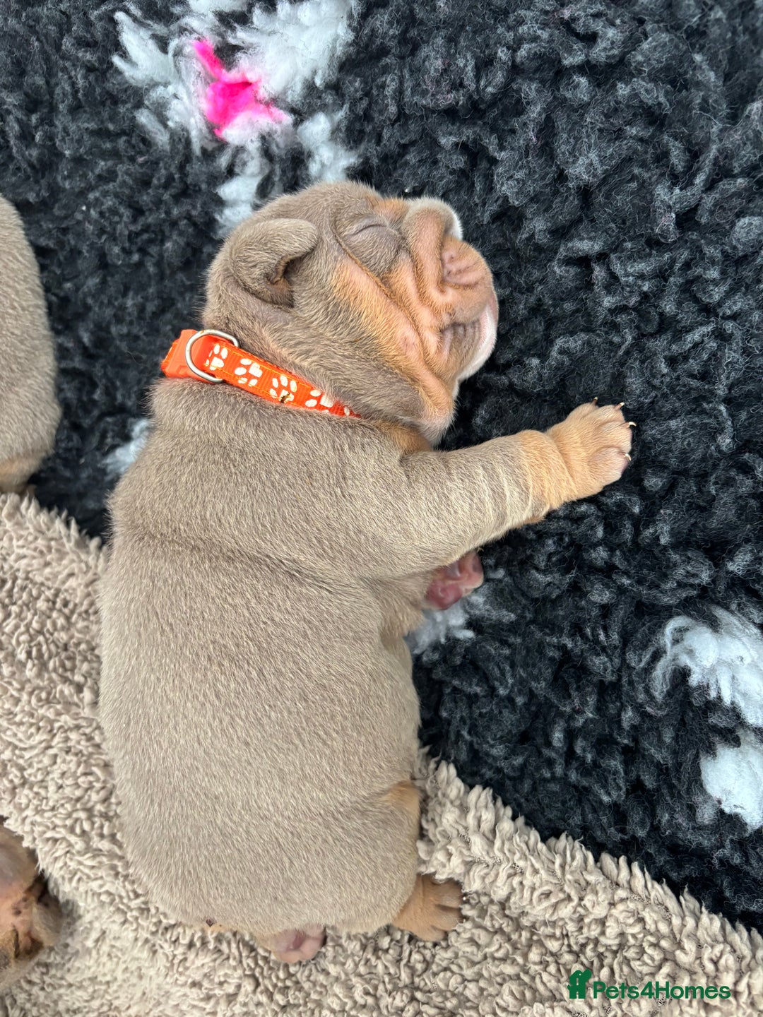 English Bulldog dogs for sale: Chunky English bulldog puppies!! - Image 10