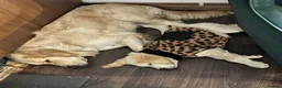 Golden Retriever dogs for sale: Beautiful Golden Retriever Puppies for Sale - Advert 4