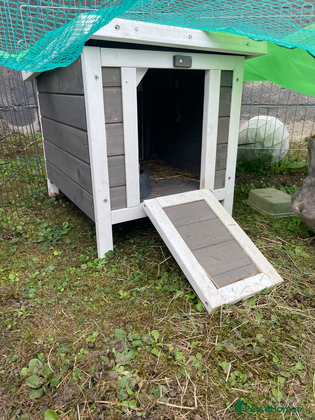 English rabbits for sale: 2 Male rabbits, brothers - Image 6