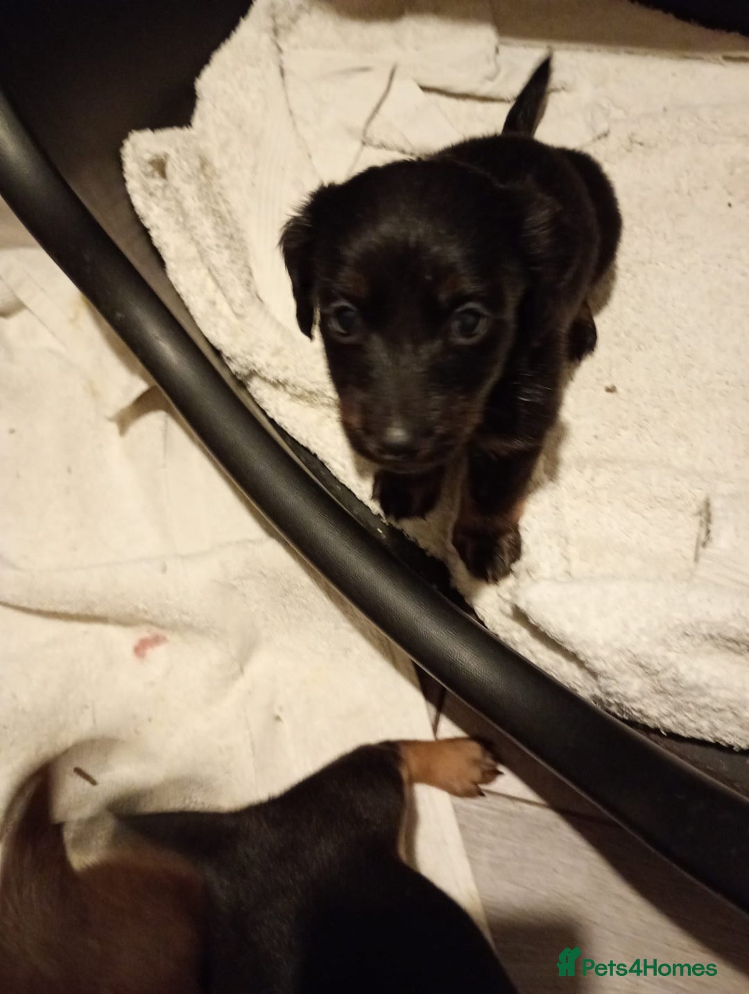 Dachshund dogs for sale: 7 long and short haired dachshunds for sale - Advert 5