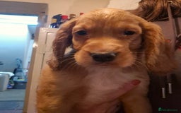 Cocker Spaniel dogs for sale: Beautiful kc working cocker spaniel puppies  - Image 15