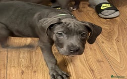Cane Corso dogs for sale: Cane corso puppies - Advert 8