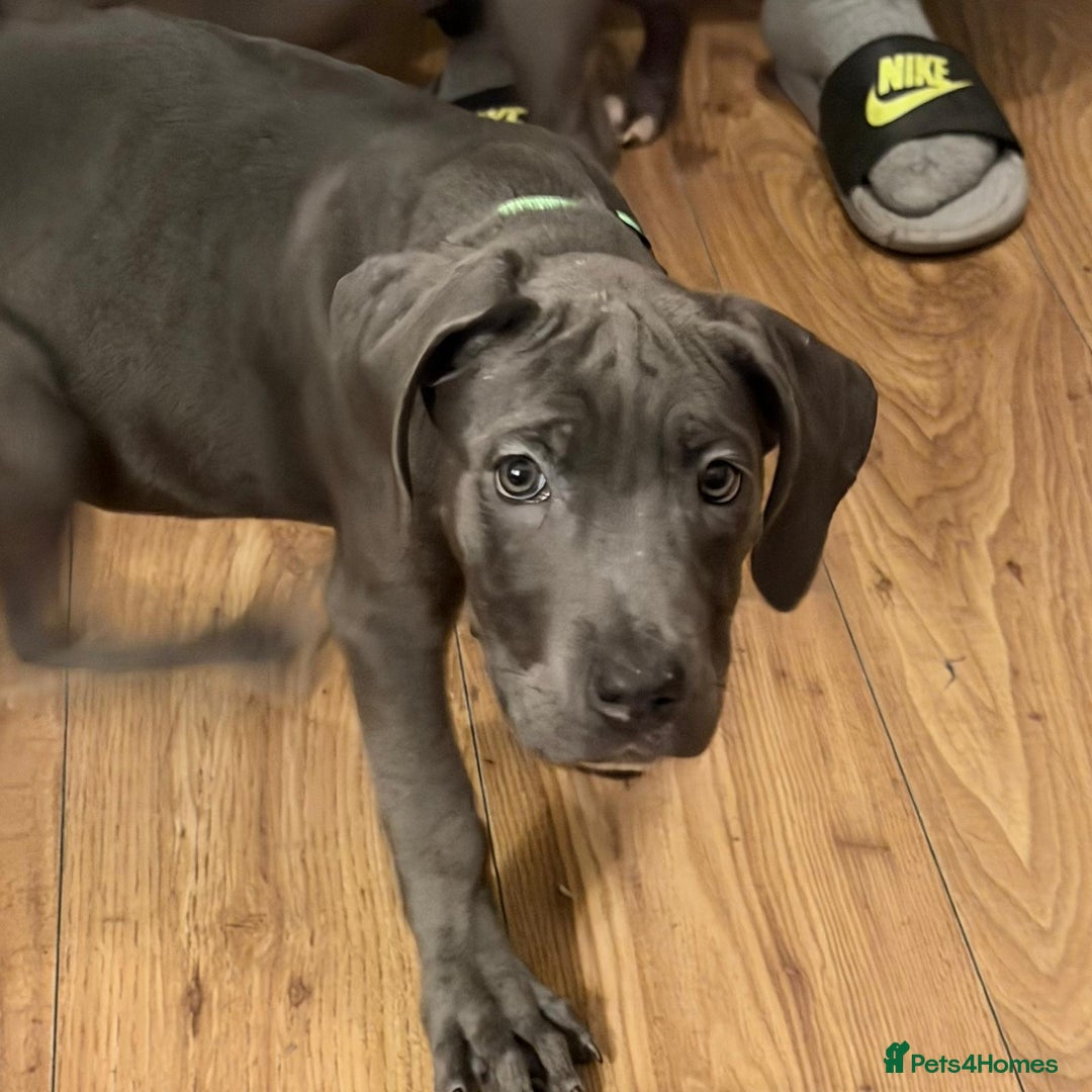 Cane Corso dogs for sale: Cane corso puppies - Advert 8