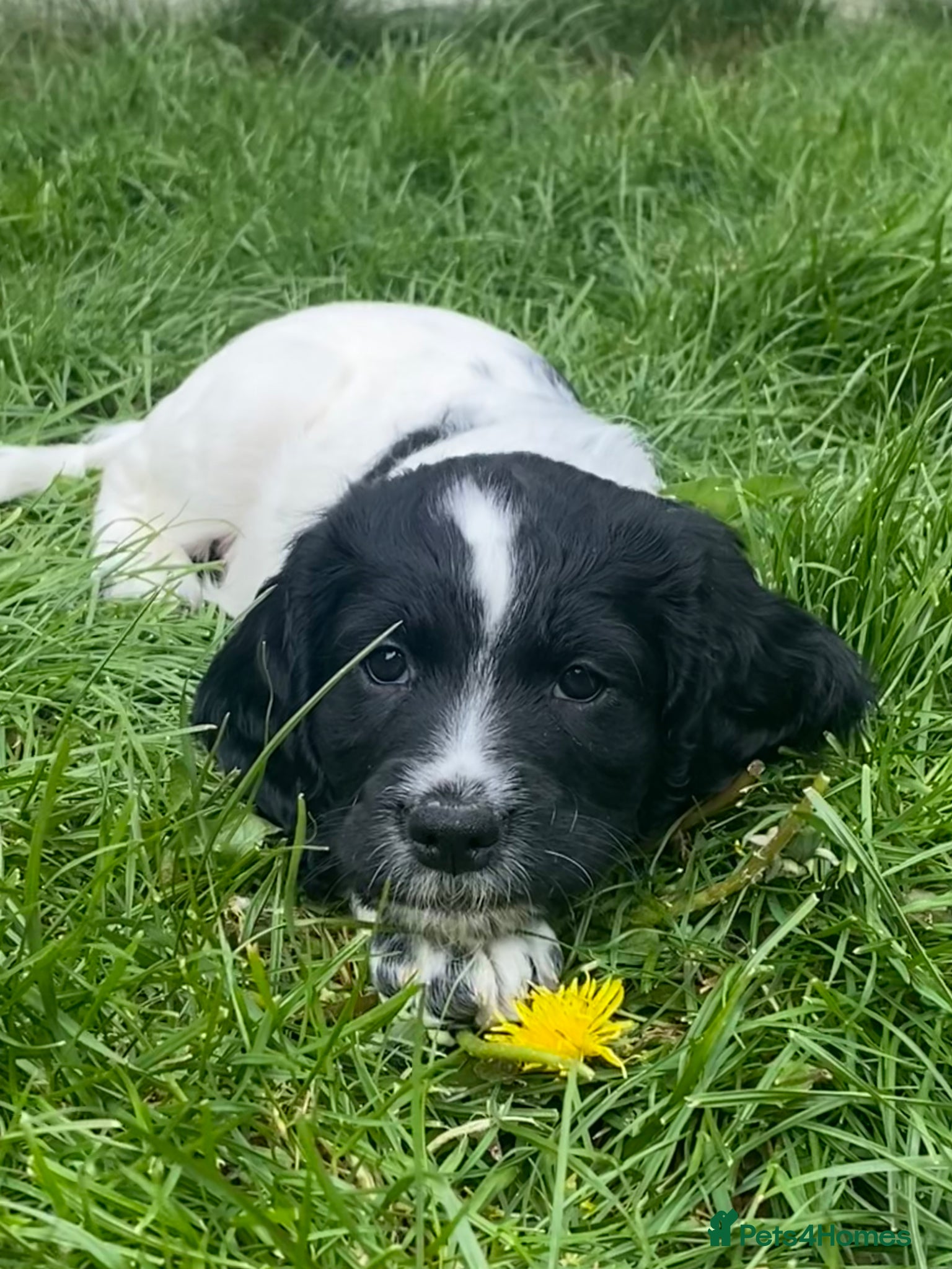 Sprocker dogs *READY TO LEAVE MAY 7th* Home-Reared Sprocker Pups - Advert 11