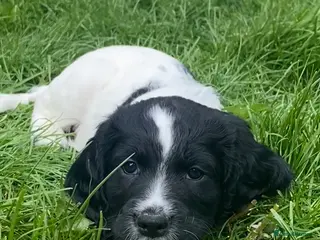 Sprocker dogs *READY TO LEAVE MAY 7th* Home-Reared Sprocker Pups - Advert 11