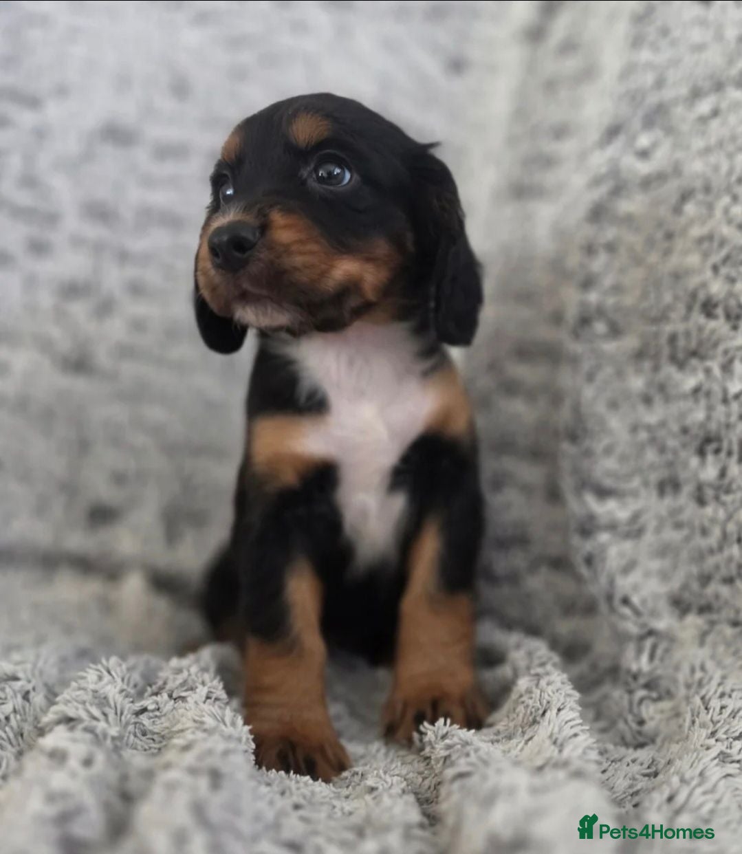 Cocker Spaniel dogs Cocker Spaniel Tan Pups (Working) - Advert 1