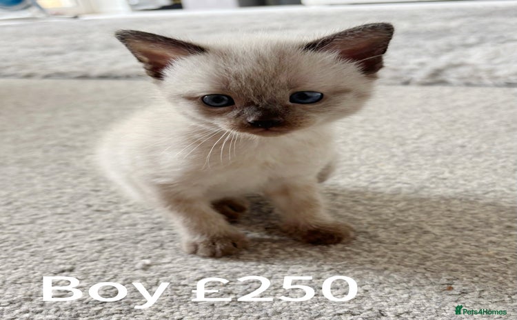 Mixed Breed cats - Advert 10