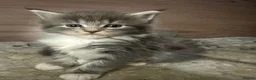 Maine Coon cats for sale: TICA Maine Coon Kittens | Russian & European Lines - Advert 2