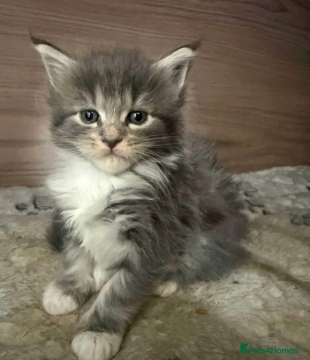 Maine Coon cats for sale: TICA Maine Coon Kittens | Russian & European Lines - Advert 2